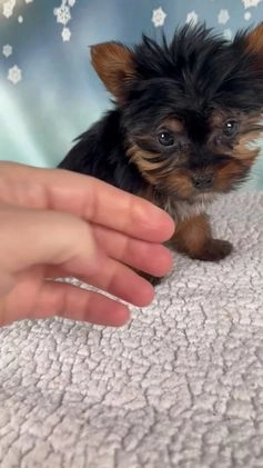 Yorkshire Terrier dogs for sale: Heidi - Video 1