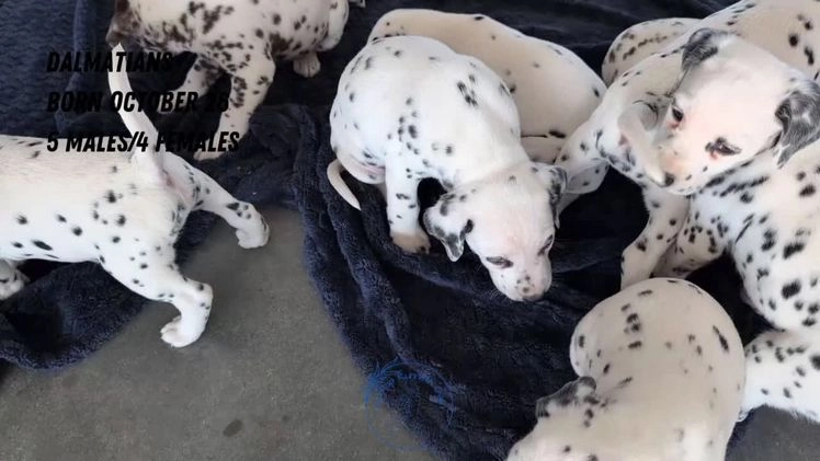Dalmatian dogs for sale: Penny  - Video 2