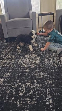 Mini Bernedoodle dogs for sale: Charlie  - Video 2