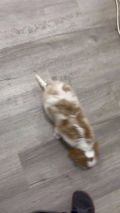 Cavalier King Charles Spaniel dogs for sale: Leo - Video 1