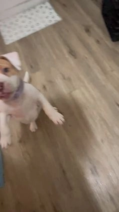 American Bully dogs for sale: American Bully Puppy 1 - Video 1