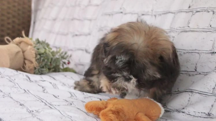 Shih Tzu dogs for sale: Shep - Video 1