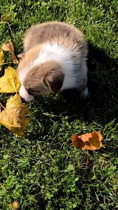 Welsh Corgi Pembroke dogs for sale: Sky - Video 9