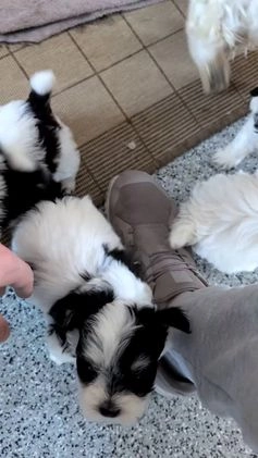 Havanese dogs for sale: Zya - Video 4