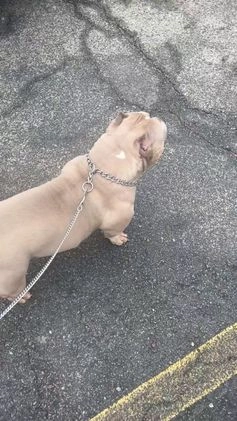 American Bully dogs for sale: American Bully adult female - Video 1