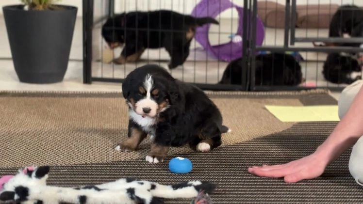Bernese Mountain Dog dogs for sale: Cookie - Video 1
