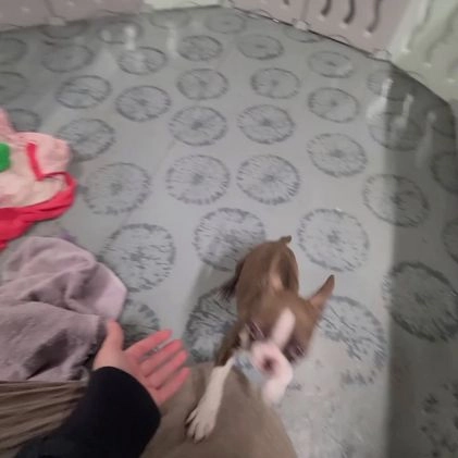 Boston Terrier dogs for sale: Ramona - Video 1