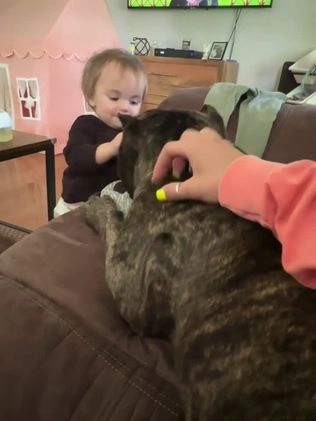 American Bully dogs for sale: Apollo - Video 3