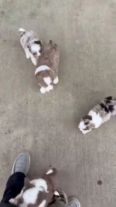 Mini Aussiedoodle dogs for sale: Toy Ace - Video 1