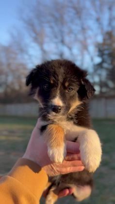 Miniature Australian Shepherd dogs for sale: Odin - Video 2