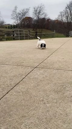 Miniature Poodle dogs for sale: Teddy - Video 2