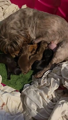 Shih Tzu dogs for sale: Shih Tzu Puppy 4 - Video 1