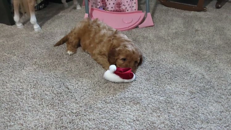 Cavapoo dogs for sale: Arthur  - Video 1