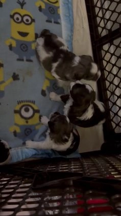 Miniature Schnauzer dogs for sale: Miniature Schnauzer Puppy 3 - Video 1