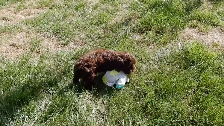 Cockapoo dogs for sale: Sylvie - Video 1