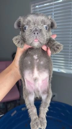 French Bulldog dogs for sale: Minnie - Video 5