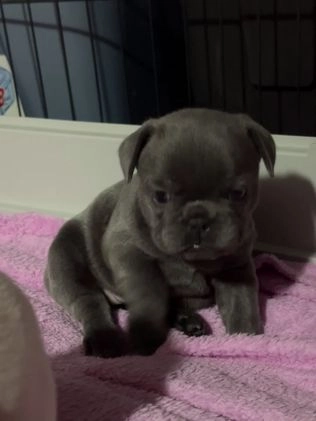 French Bulldog dogs for sale: Luca - Video 5