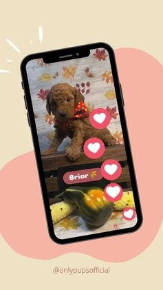 Mini Goldendoodle dogs for sale: Brier - Video 1