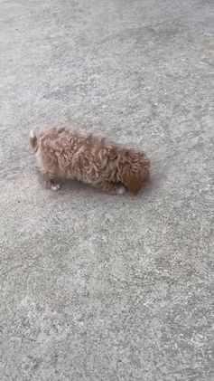 Miniature Poodle dogs for sale: Teddy - Video 3