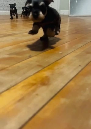 Miniature Schnauzer dogs for sale: Miniature Schnauzer Puppy 3 - Video 1