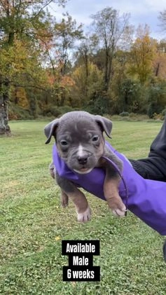 American Bully dogs for sale: Cookie Monster  - Video 5