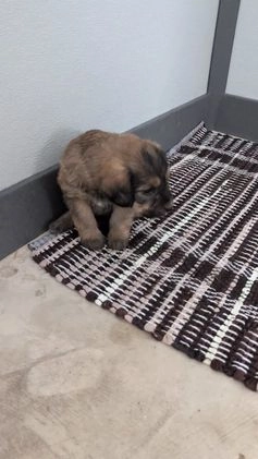 Mixed Breed dogs for sale: Avery - Video 1