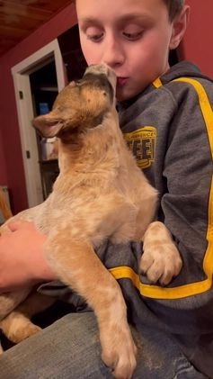 Australian Cattle Dog dogs for sale: Dolce - Video 2