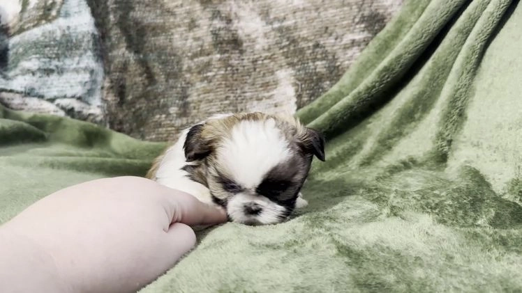 Shih Tzu dogs for sale: Dusty - Video 1