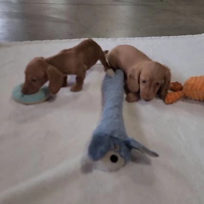 Miniature Dachshund dogs for sale: Valentine - Video 1