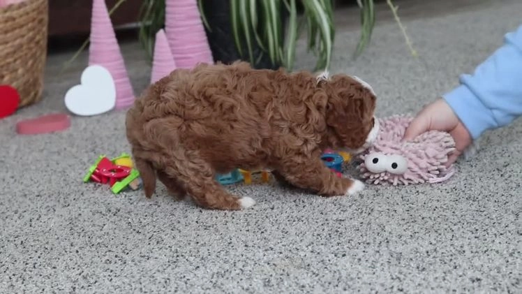 Cavapoo dogs for sale: Lilly - Video 2