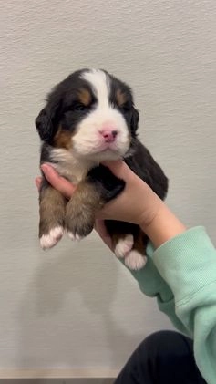 Bernese Mountain Dog dogs for sale: Chip - Video 1
