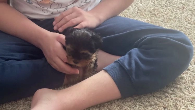 Mixed Breed dogs for sale: Lucy - Video 3