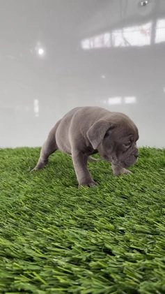 Olde English Bulldogge dogs for sale: Trixie - Video 1