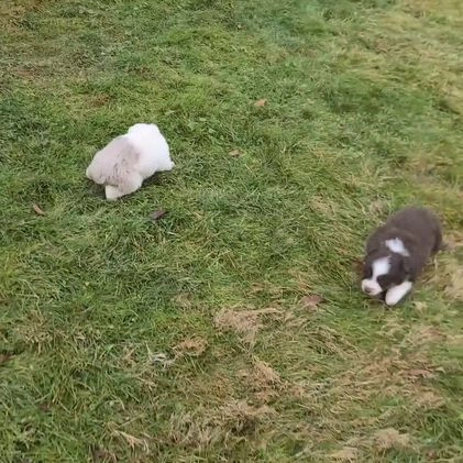 Toy Australian Shepherd dogs for sale: Benny - Video 1