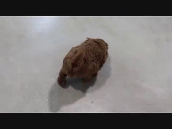 Bichpoo dogs for sale: Brett - Video 1