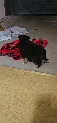 Mixed Breed dogs for sale: Brady - Video 1