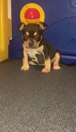 American Bully dogs for sale: RUBY - Video 1