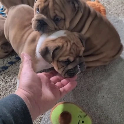 English Bulldog dogs for sale: Travis - Video 1