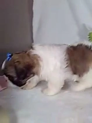 Shih Tzu dogs for sale: Candy - Video 1
