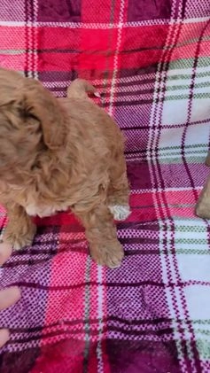 Mini Goldendoodle dogs for sale: Garland - Video 1