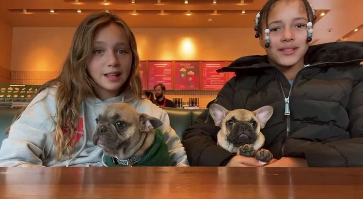 French Bulldog dogs for sale: Fred - Video 1