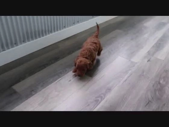 Mini Goldendoodle dogs for sale: Trevor - Video 1