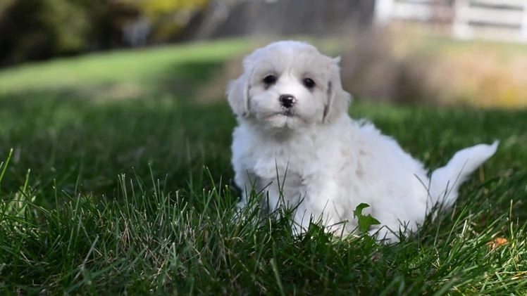 Teddy Bear dogs for sale: Fergus - Video 1