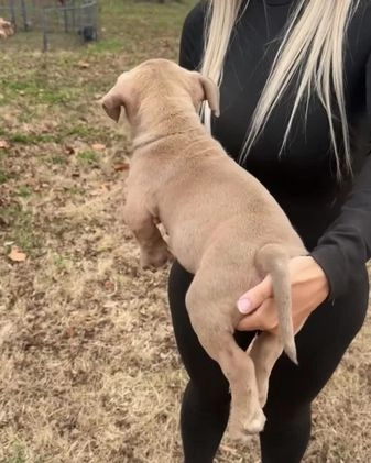 American Bully dogs for sale: Sabey  - Video 8