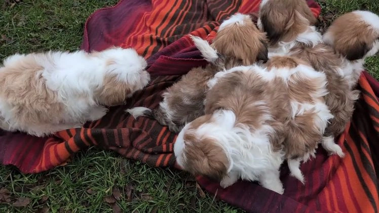 Shih Tzu dogs for sale: Bandit - Video 1