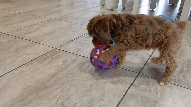 Cockapoo dogs for sale: Betsie - Video 2