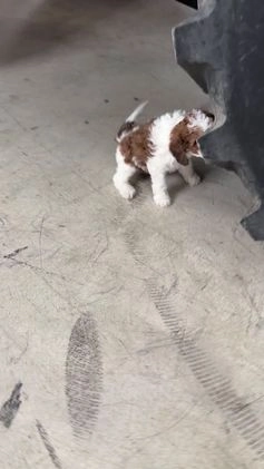 Cavapoo dogs for sale: Colt - Video 1