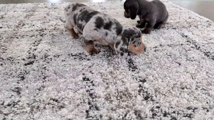 Miniature Dachshund dogs for sale: Xavier - Video 6