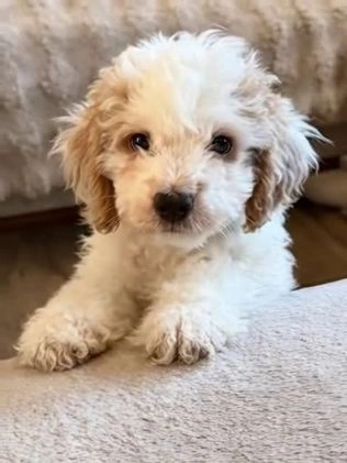 Mini Goldendoodle dogs for sale: Jake - Video 1