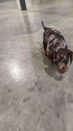 Miniature Dachshund dogs for sale: Luna - Video 1